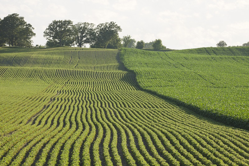 Relação comercial do Agro entre Brasil e Irã é otimista