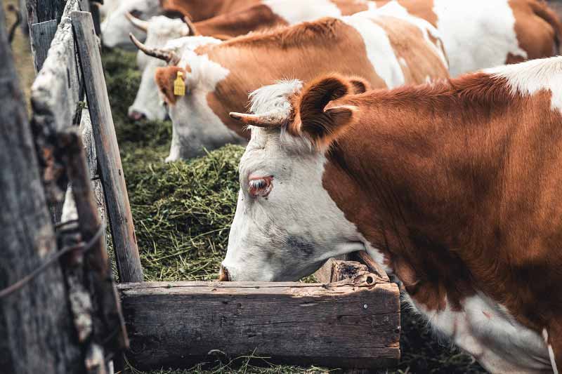 Agropecuária encerra 2021 com Valor Bruto da Produção Agropecuária em R$ 1,129 trilhão