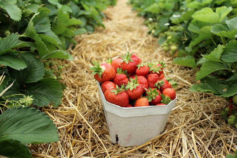 Produção de morango promove desenvolvimento e reduz uso de agroquímicos, segundo Carlos César Floriano