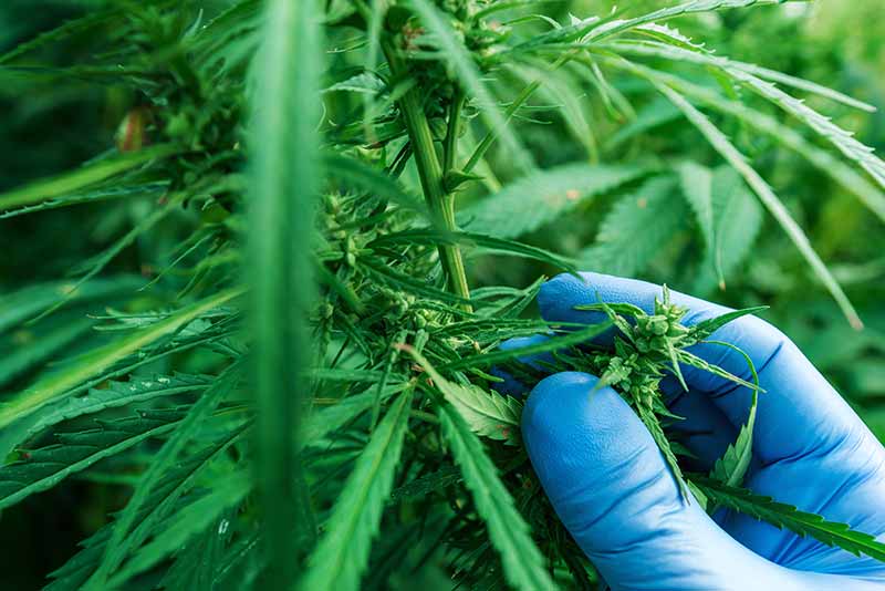 Startup oferece capacitação para mulheres empreenderem no mercado de cannabis